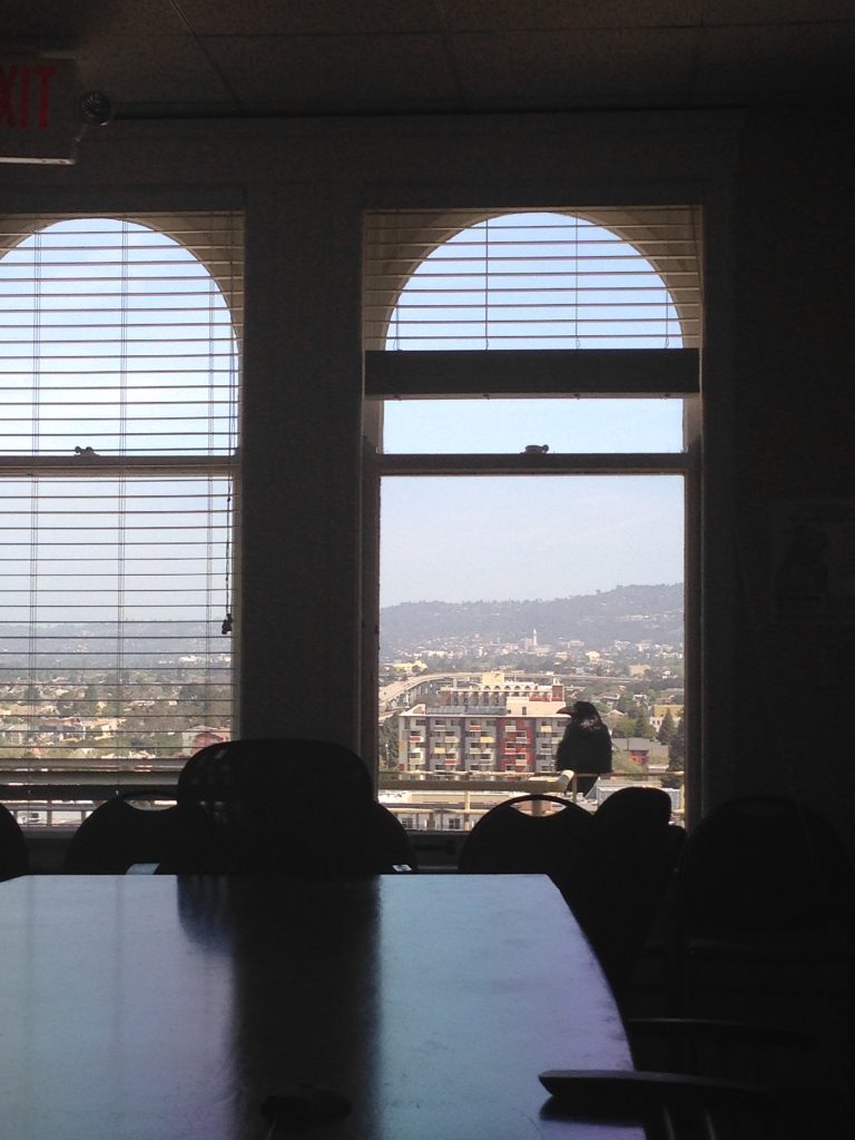 large crow or raven on railing outside CLCV's 11th floor window, Oakland, CA, 4/18/2014